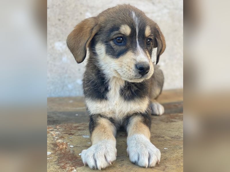 Sissy, geb. ca. 03/2026, lebt in GRIECHENLAND, auf einer privaten Pflegestelle