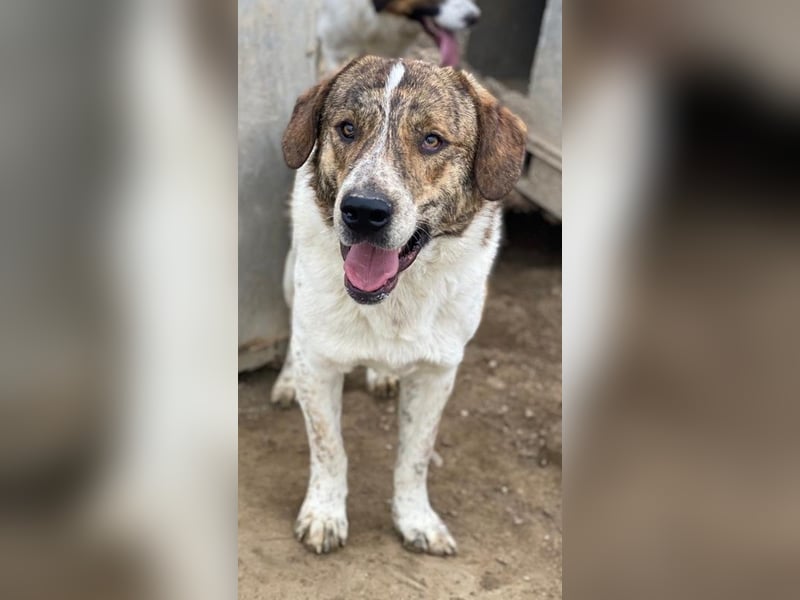 Timo, geb. ca. 12/2023, lebt in GRIECHENLAND, im städt. Tierheim Serres