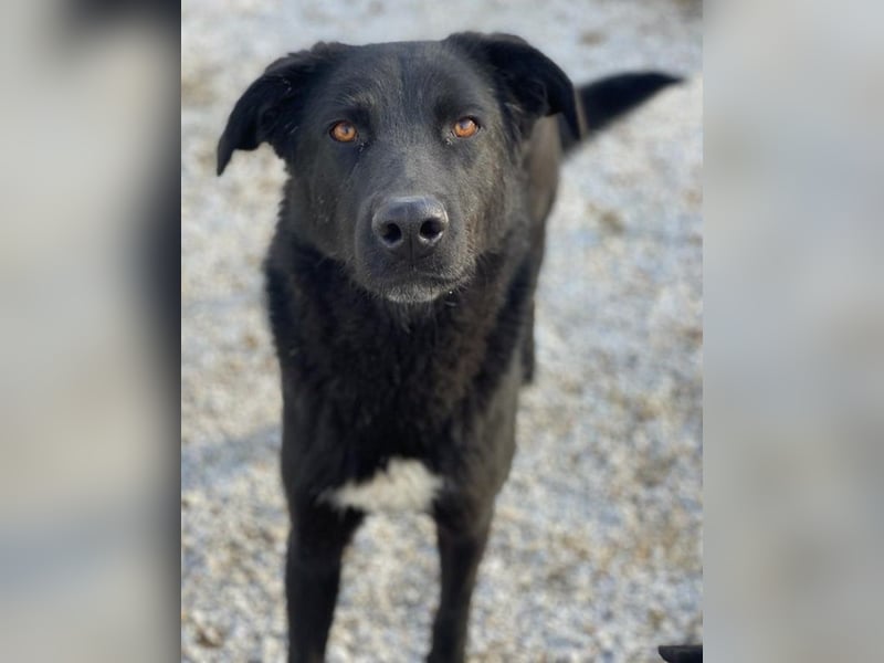 Acero, geb. ca. 01/2019, lebt in GRIECHENLAND, im städt. Tierheim Serres