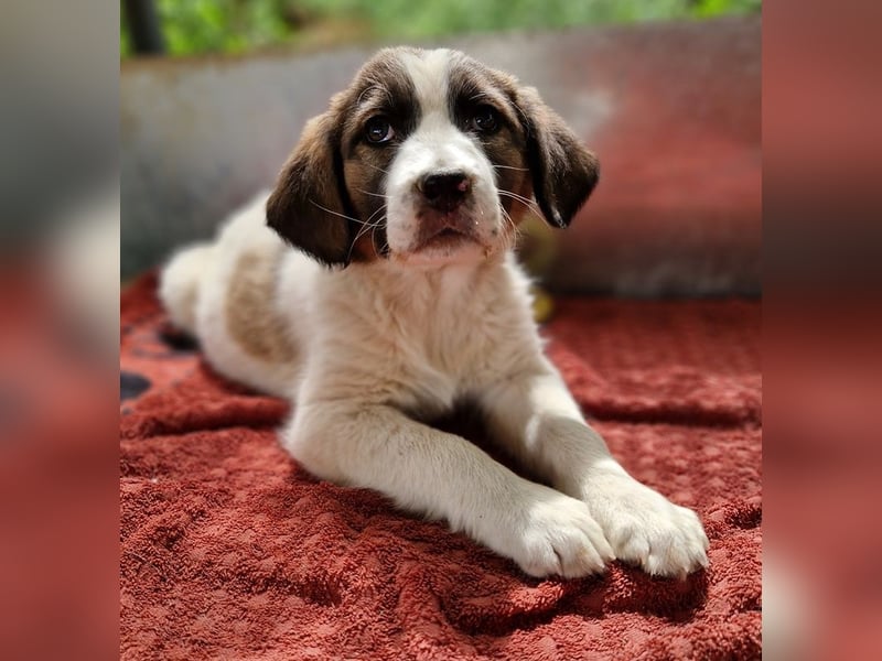 Willa, geb. ca. 01/2024, lebt in GRIECHENLAND, auf einer privaten Pflegestelle