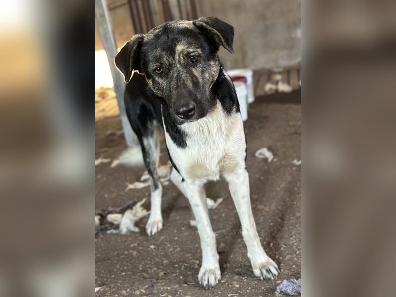 Kaiser, geb. ca. 12/2023, lebt in GRIECHENLAND, auf einem Gelände, Hunde werden notdürftig versorgt