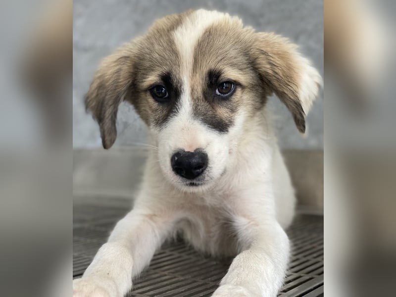 Malea, geb. ca. 04/2024, lebt in GRIECHENLAND, im städt. Tierheim Serres