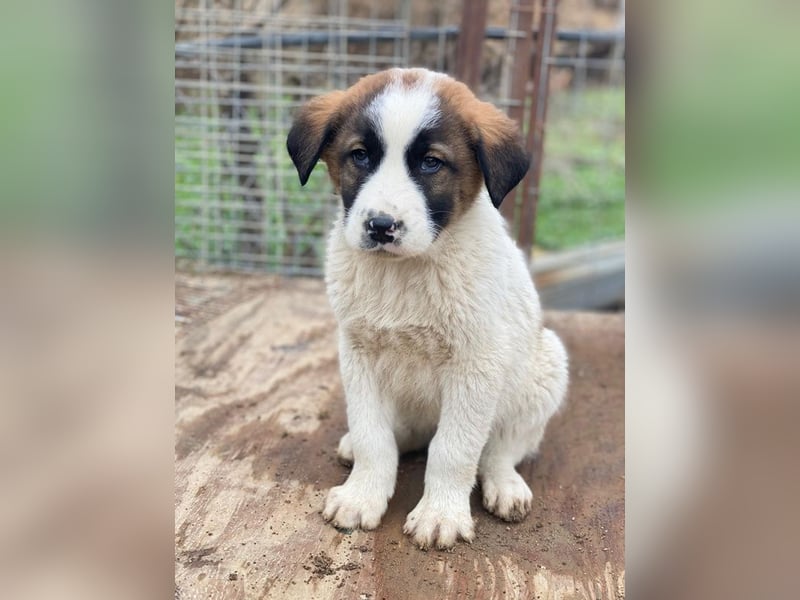 Diavolo, geb. ca. 11/2025, lebt in GRIECHENLAND, auf einer privaten Pflegestelle