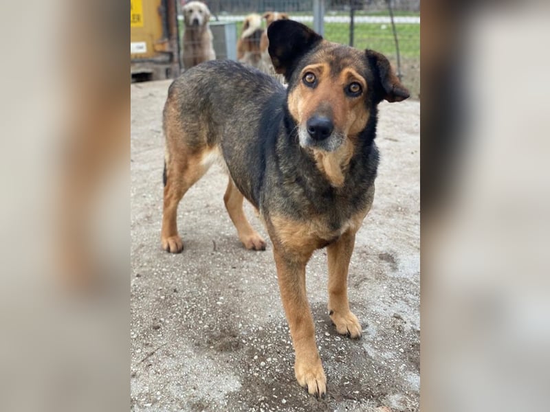 Violetta, geb. ca. 09/2018, lebt in GRIECHENLAND, im städt. Tierheim Serres