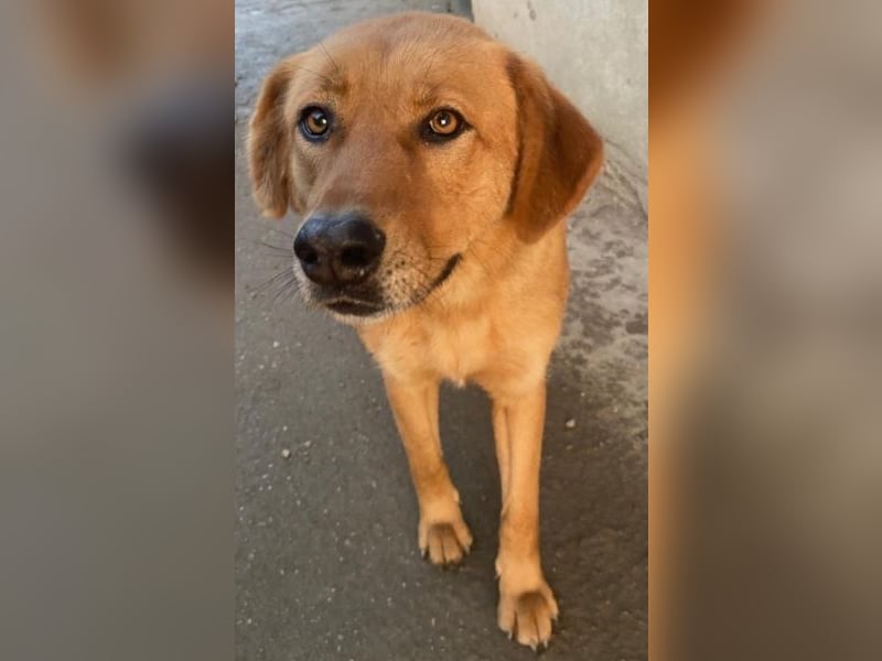 Pixie, geb. ca. 10/2022, lebt in GRIECHENLAND, im städt. Tierheim Serres