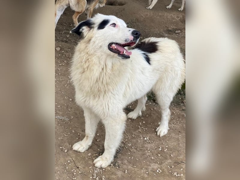 Namika, geb. ca. 02/2024, lebt in GRIECHENLAND, im städt. Tierheim Serres