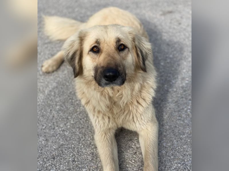 Hermine Granger, geb. ca. 12/2023, lebt in GRIECHENLAND, im städt. Tierheim Serres