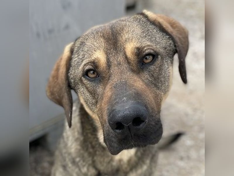 Waldo, geb. ca. 06/2022, lebt in GRIECHENLAND, im städt. Tierheim Serres