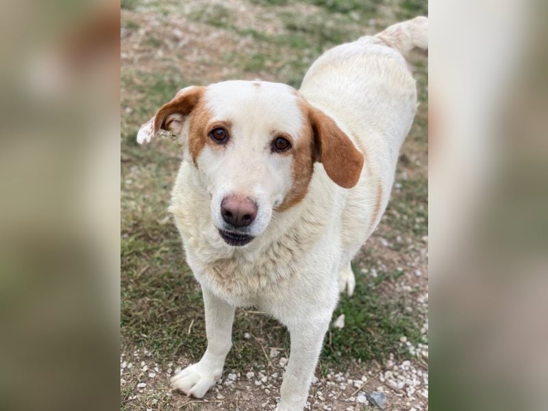 Lucero, geb. ca. 04/2016, lebt in GRIECHENLAND, im städt. Tierheim Serres