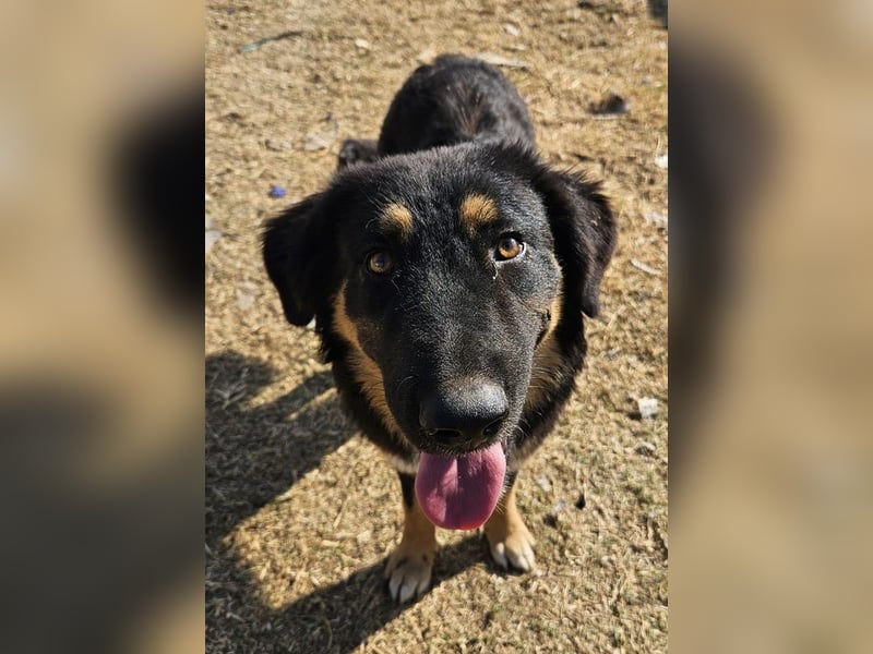 Rubeus Hagrid, geb. ca. 12/2023, lebt in GRIECHENLAND, im städt. Tierheim Serres