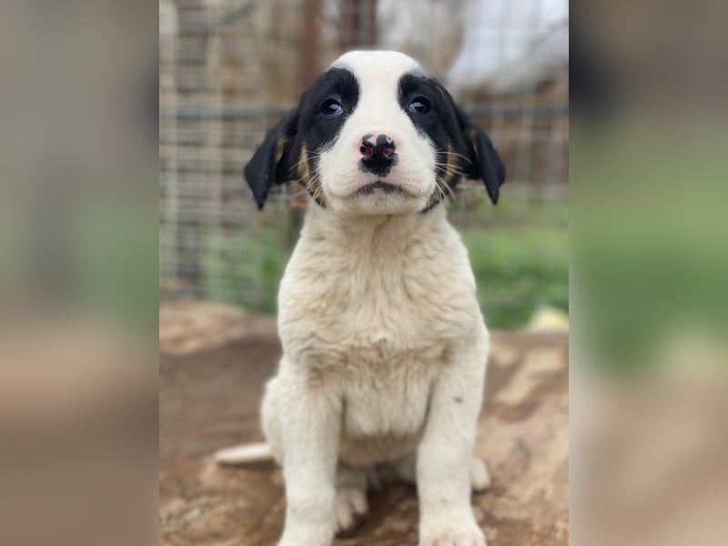 Hawaii, geb. ca. 11/2025, lebt in GRIECHENLAND, auf einer privaten Pflegestelle