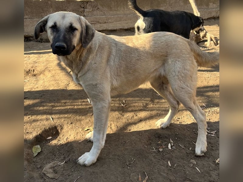 Bangladesh, geb. ca. 01/2024, lebt in GRIECHENLAND, auf einer privaten Pflegestelle