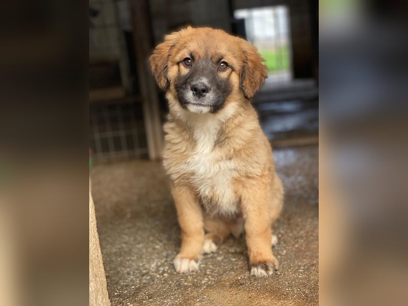 Mats, geb. ca. 12/2025, lebt in GRIECHENLAND, im städt. Tierheim Serres