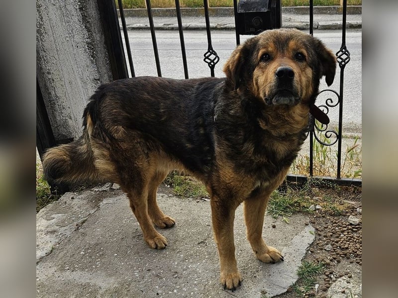 Frieder, geb. ca. 11/2019, lebt in GRIECHENLAND, im städt. Tierheim Serres