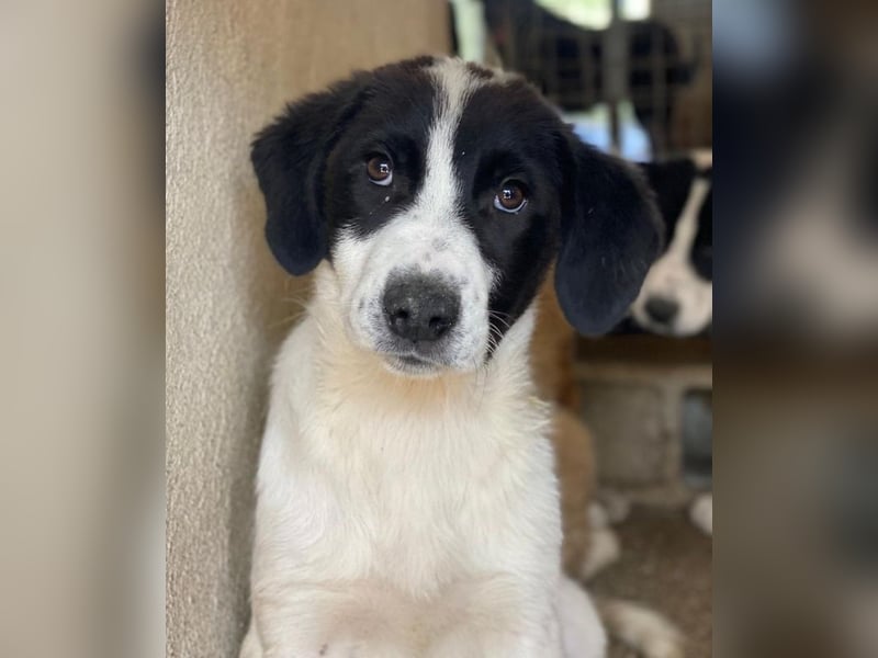 Zenzi, geb. ca. 01/2025, lebt in GRIECHENLAND, im städt. Tierheim Serres