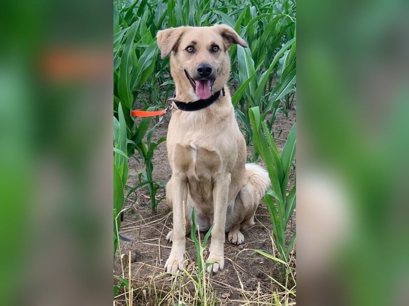 Fanta, geb. ca. 05/2017, lebt bei einer Familie in 48317 Drensteinfurt, Vermittlungshilfe