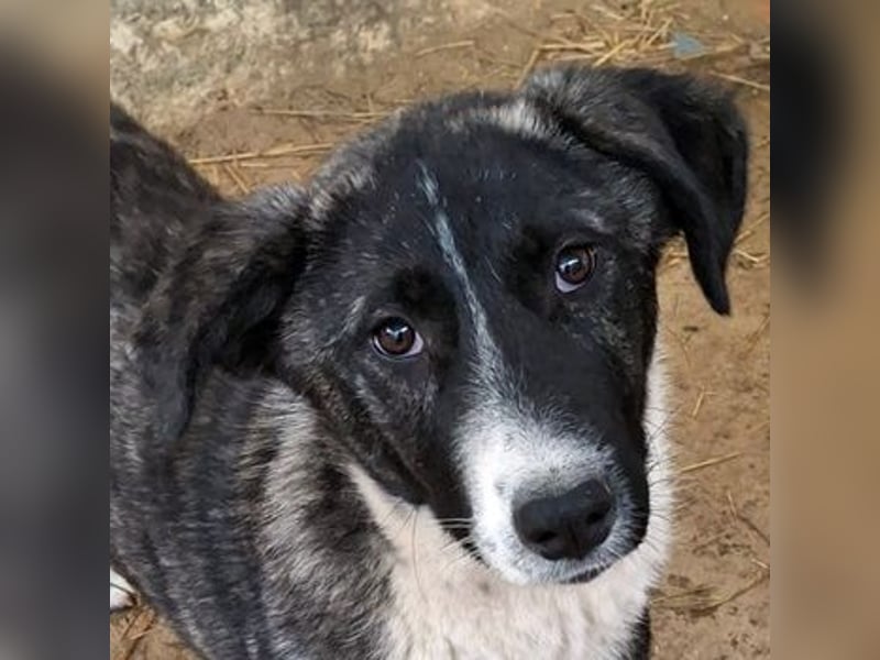 Tsuki, geb. ca. 04/2025, lebt in GRIECHENLAND, auf einer privaten Pflegestelle