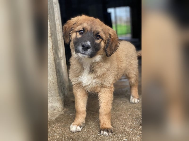 Mats, geb. ca. 12/2025, lebt in GRIECHENLAND, im städt. Tierheim Serres