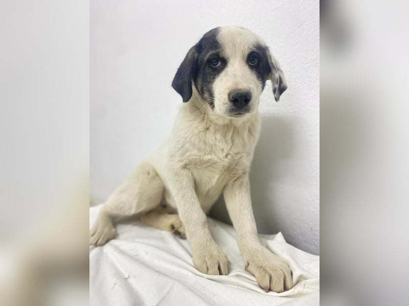 Sunshine, geb. ca. 11/2022, lebt in GRIECHENLAND, im städt. Tierheim Serres