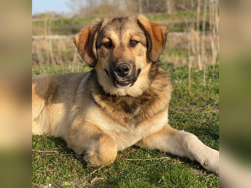 Pola, geb. ca. 09/2024, lebt in GRIECHENLAND, im städt. Tierheim Serres