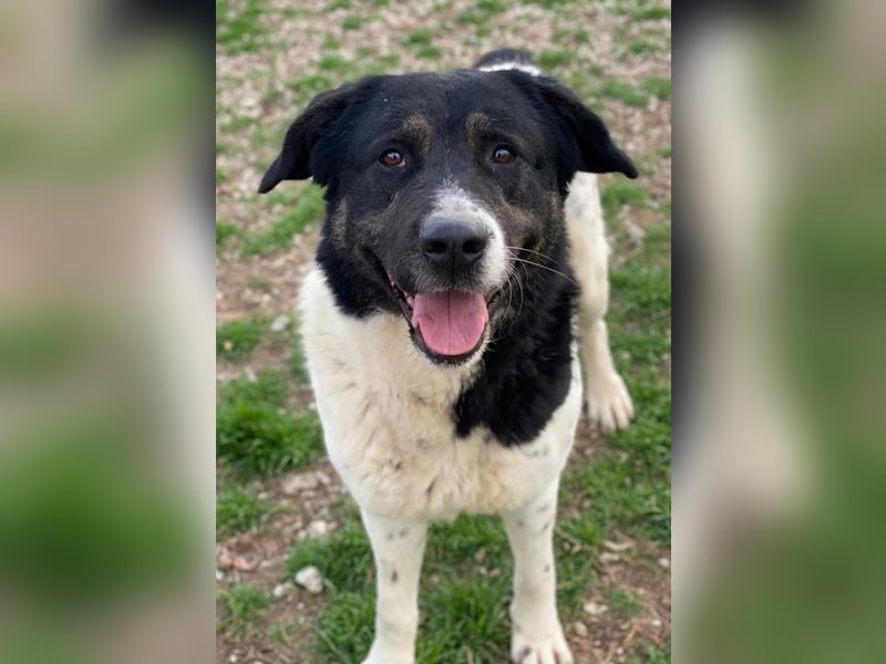 Thanio, geb. ca. 06/2020, lebt in GRIECHENLAND, im städt. Tierheim Serres