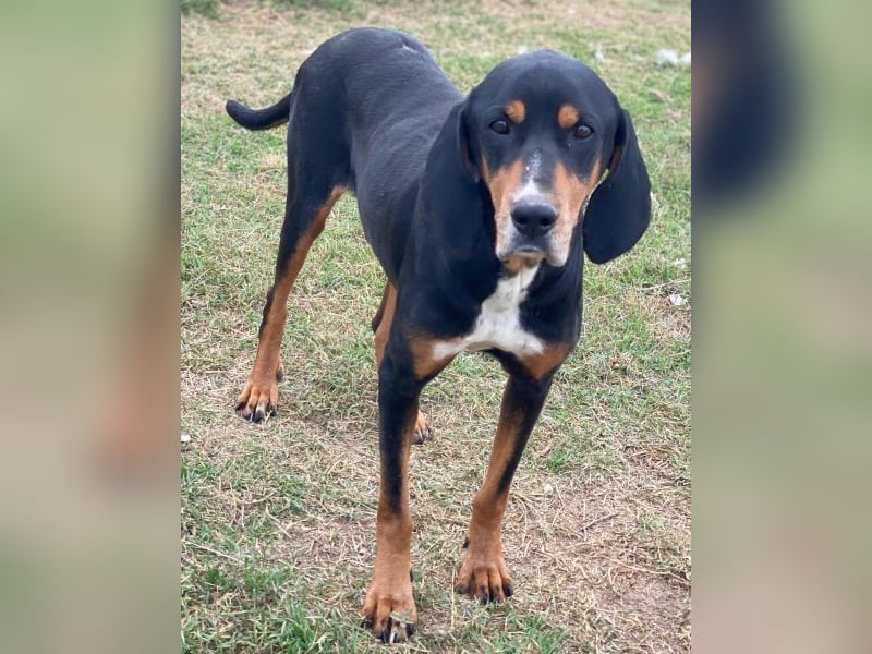 Joker, geb. ca. 11/2021, lebt in GRIECHENLAND, im städt. Tierheim Serres Joker, geb. ca. 11/2021, lebt in GRIECHENLAND, im städt. Tierheim Serres