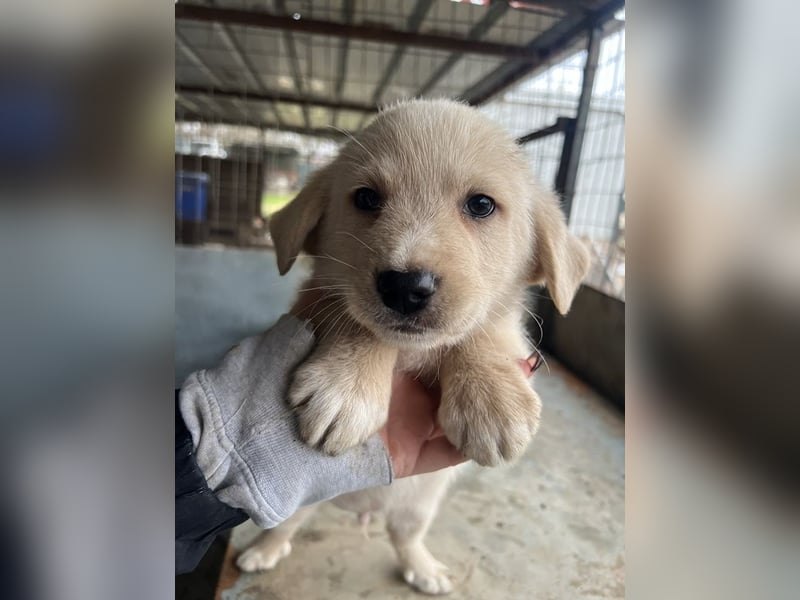 Ljón, geb. ca. 11/2025, lebt in GRIECHENLAND, auf einer privaten Pflegestelle