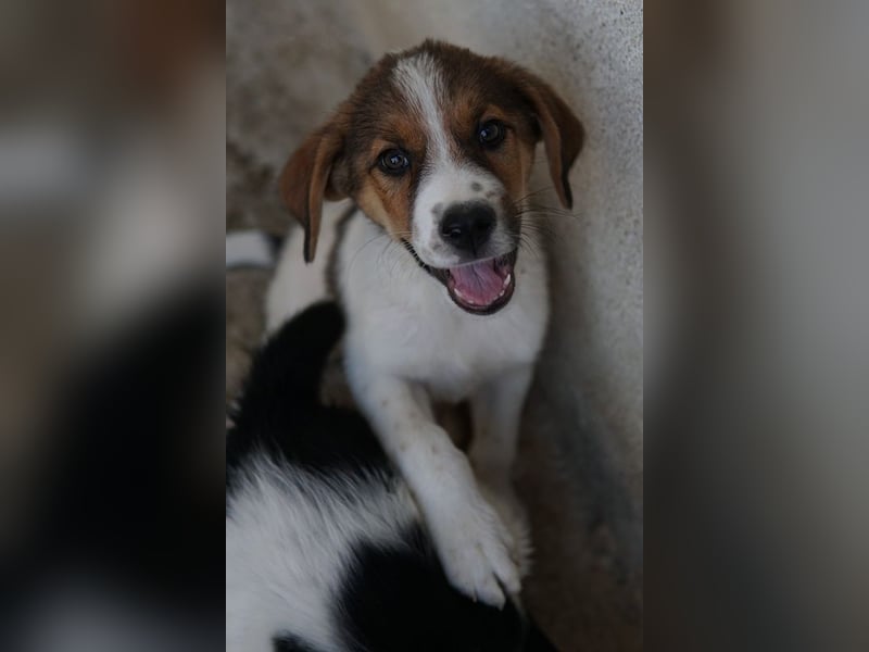 Florin, geb. ca. 05/2025, lebt in GRIECHENLAND, im städt. Tierheim Serres