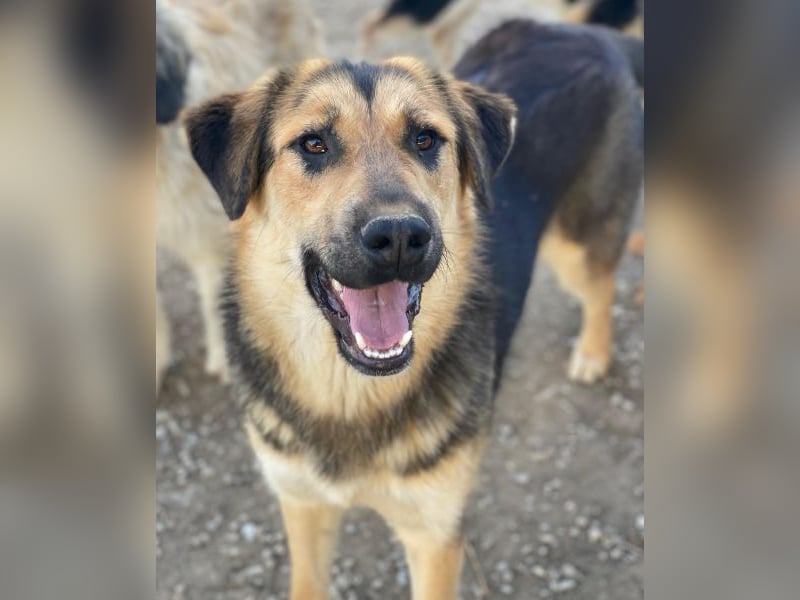 Elphaba, geb. ca. 07/2025, lebt in GRIECHENLAND, im städt. Tierheim Serres