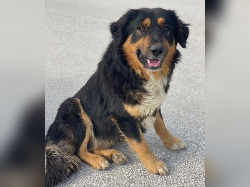 Sirius Black, geb. ca. 12/2023, lebt in GRIECHENLAND, im städt. Tierheim Serres