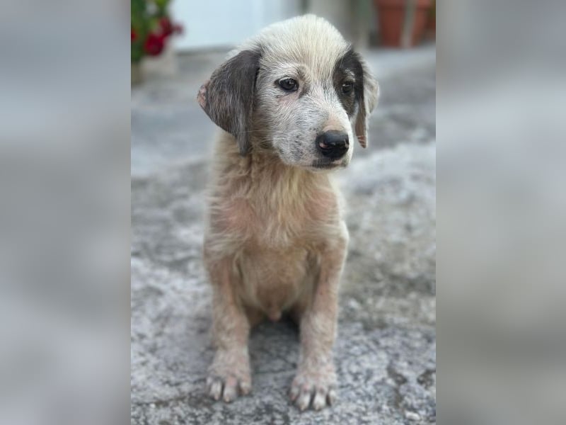 Jari, geb. ca. 05/2026, lebt in GRIECHENLAND, im städt. Tierheim Serres