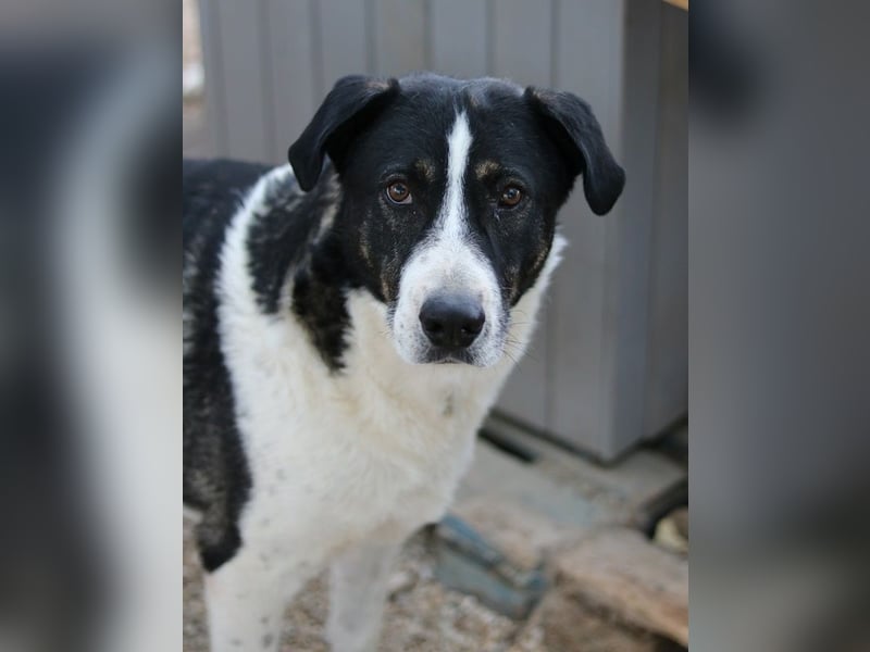 Ancho, geb. ca. 10/2021, lebt in GRIECHENLAND, im städt. Tierheim Serres