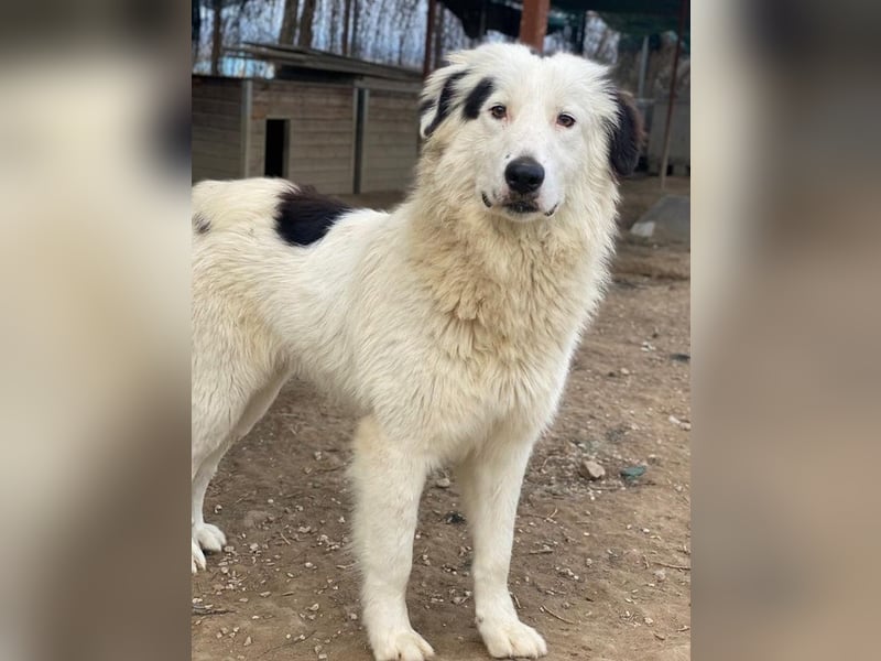 Namika, geb. ca. 02/2024, lebt in GRIECHENLAND, im städt. Tierheim Serres