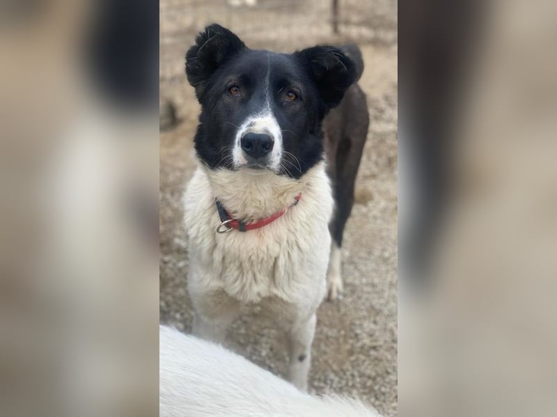 Pallene, geb. ca. 02/2021, lebt in GRIECHENLAND, im städt. Tierheim Serres