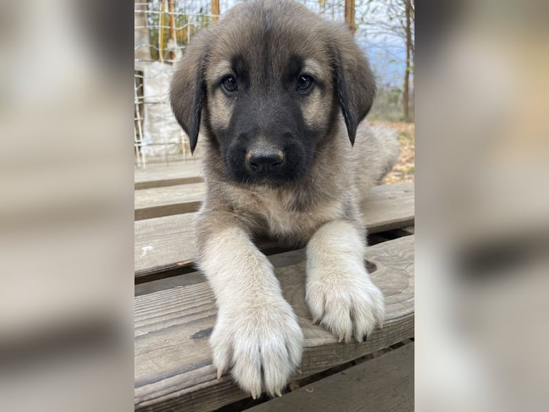 Cosy, geb. ca. 08/2022, lebt in GRIECHENLAND, auf einer privaten Pflegestelle