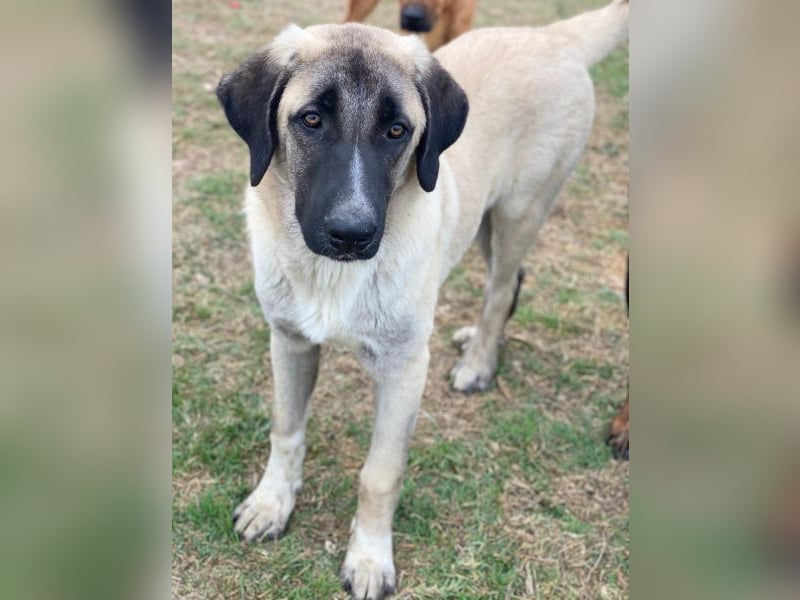 Twixx, geb. ca. 03/2025, lebt in GRIECHENLAND, im städt. Tierheim Serres