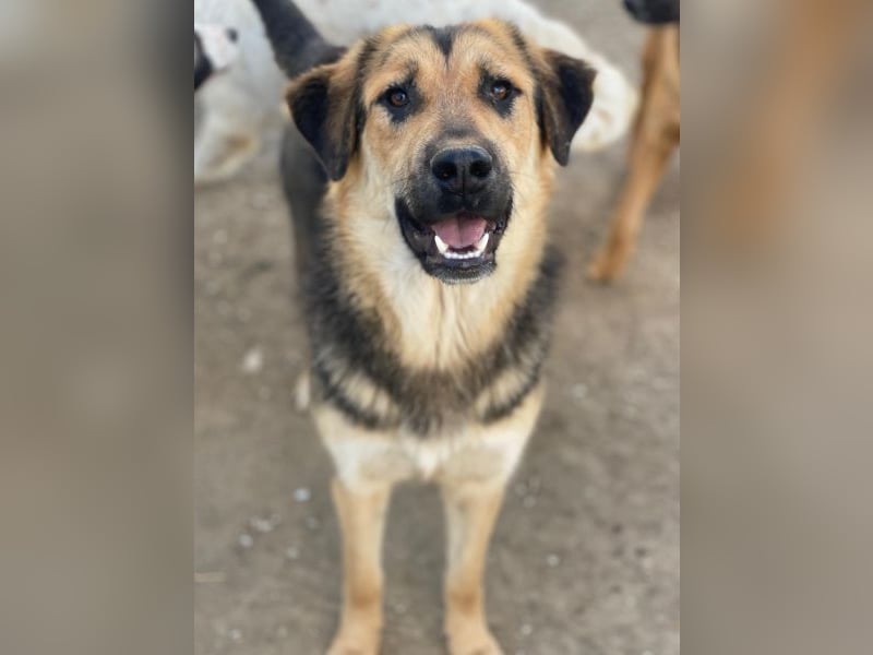 Elphaba, geb. ca. 07/2025, lebt in GRIECHENLAND, im städt. Tierheim Serres