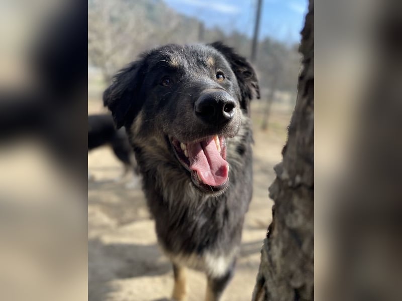 Marcello, geb. ca. 04/2022, lebt in GRIECHENLAND, auf einer privaten Pflegestelle