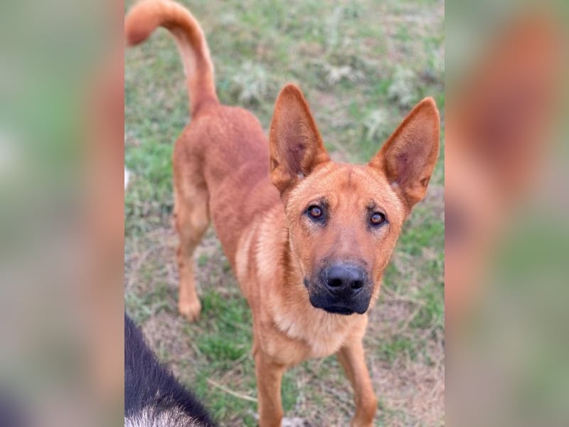 Zylo, geb. ca. 10/2024, lebt in GRIECHENLAND, im städt. Tierheim Serres