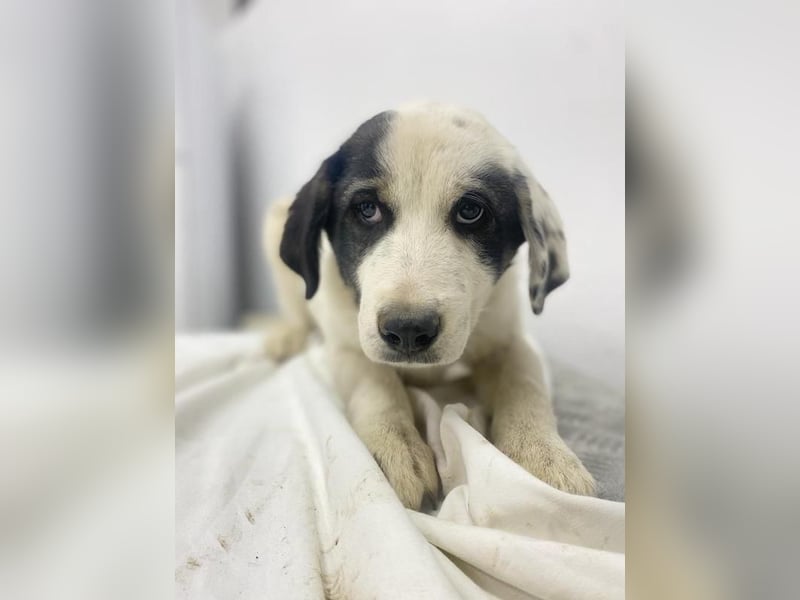 Sunshine, geb. ca. 11/2022, lebt in GRIECHENLAND, im städt. Tierheim Serres