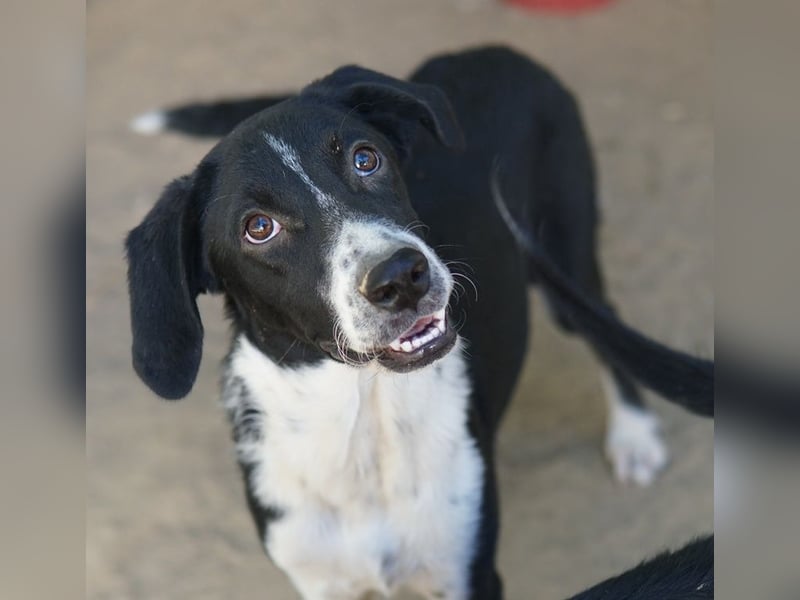 Piko, geb. ca. 01/2025, lebt in GRIECHENLAND, auf einer privaten Pflegestelle