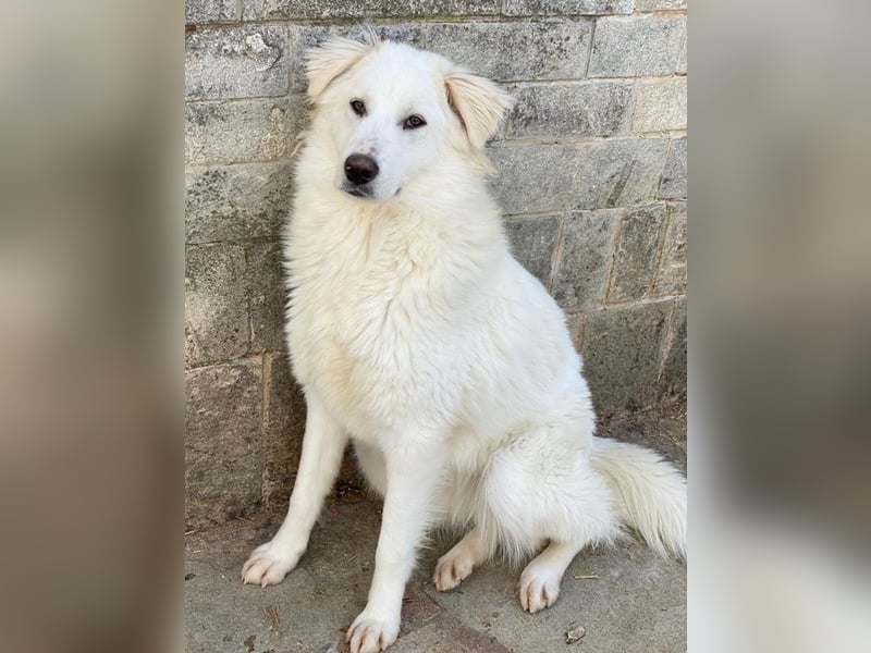 Fenri, geb. ca. 11/2023, lebt in GRIECHENLAND, auf einer privaten Pflegestelle