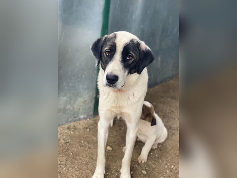 Marinara, geb. ca. 01/2025, lebt in GRIECHENLAND, auf einer privaten Pflegestelle