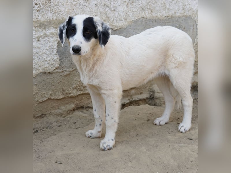 Sauvignon Blanc, geb. ca. 09/2025, lebt in GRIECHENLAND, auf einer privaten Pflegestelle