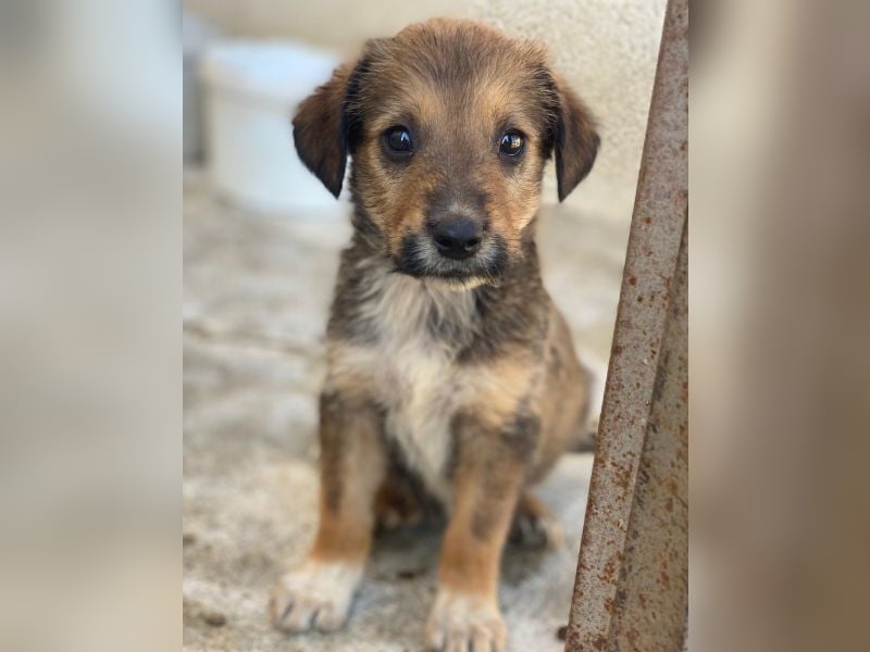 Woody, geb. ca. 02/2026, lebt in GRIECHENLAND, im städt. Tierheim Serres