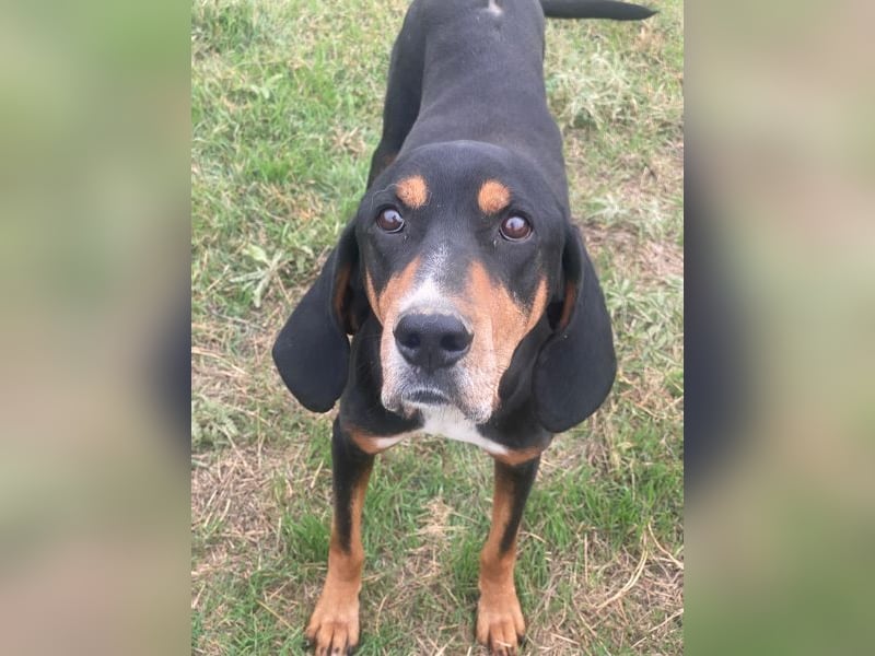 Joker, geb. ca. 11/2021, lebt in GRIECHENLAND, im städt. Tierheim Serres Joker, geb. ca. 11/2021, lebt in GRIECHENLAND, im städt. Tierheim Serres