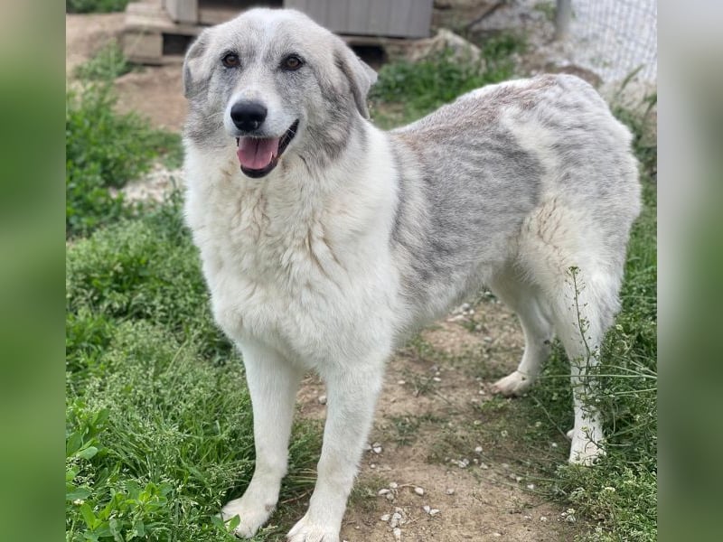 Charlina, geb. ca. 04/2021, lebt in GRIECHENLAND, im städt. Tierheim Serres