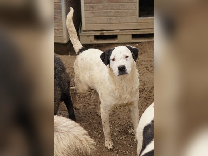Ronny, geb. ca. 09/2022, lebt in GRIECHENLAND, im städt. Tierheim Serres