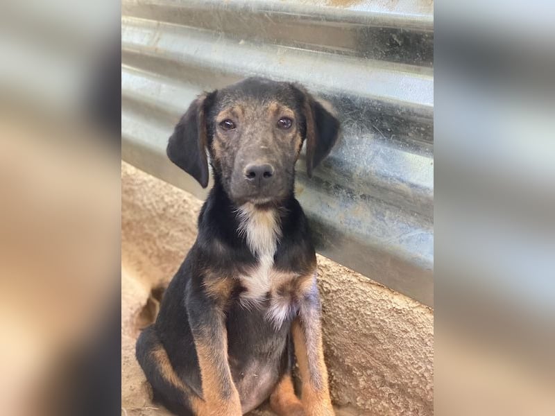 Miranda, geb. ca. 01/2026, lebt in GRIECHENLAND, auf einer privaten Pflegestelle