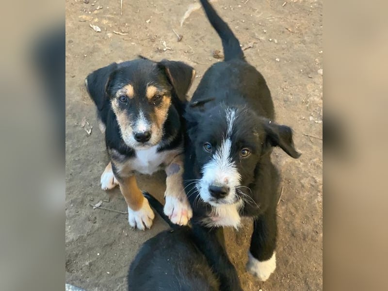 Lisbeth, geb. ca. 09/2025, lebt in GRIECHENLAND, auf einer privaten Pflegestelle